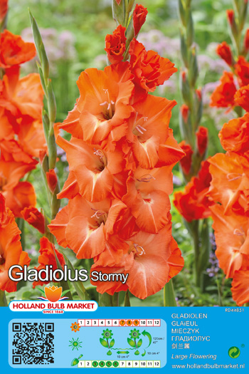 Gladiool Stormy 1 tk