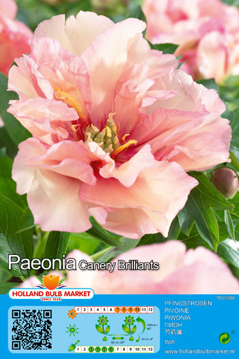 Pojeng ITOH Canary Brilliant 1 tk