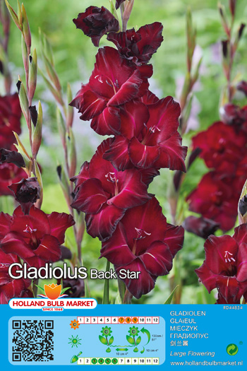 Gladiool Black Star 1 tk