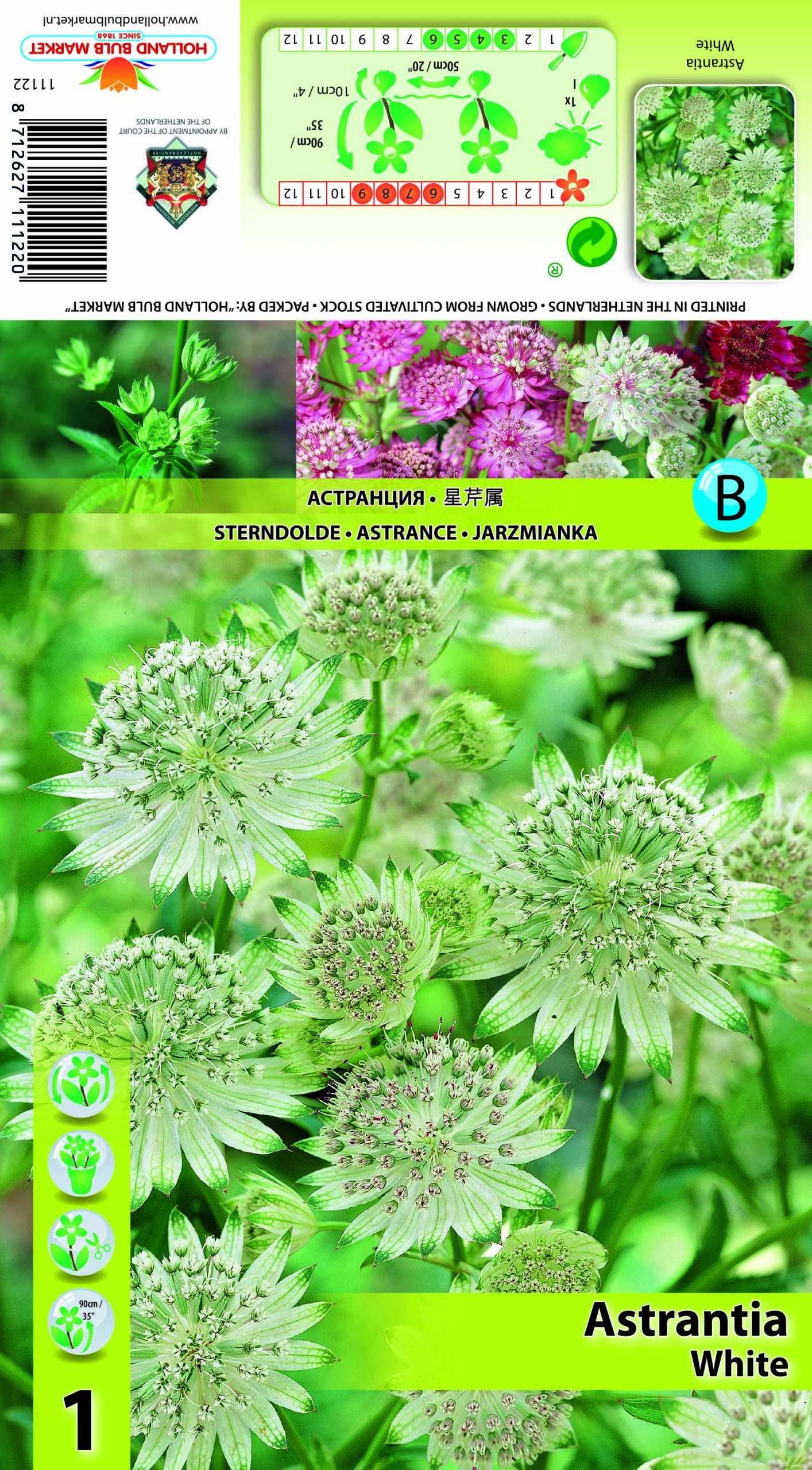 Tähtputk White 1 tk