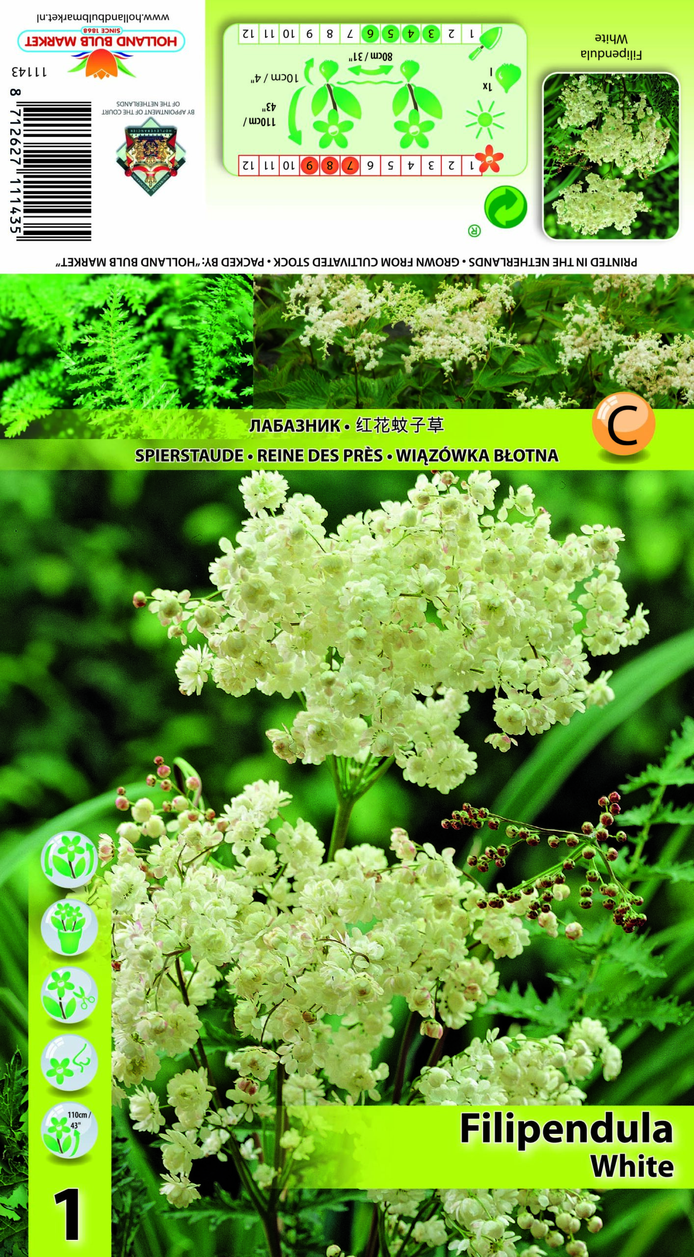 Purpur - angervaks Alba 1 tk