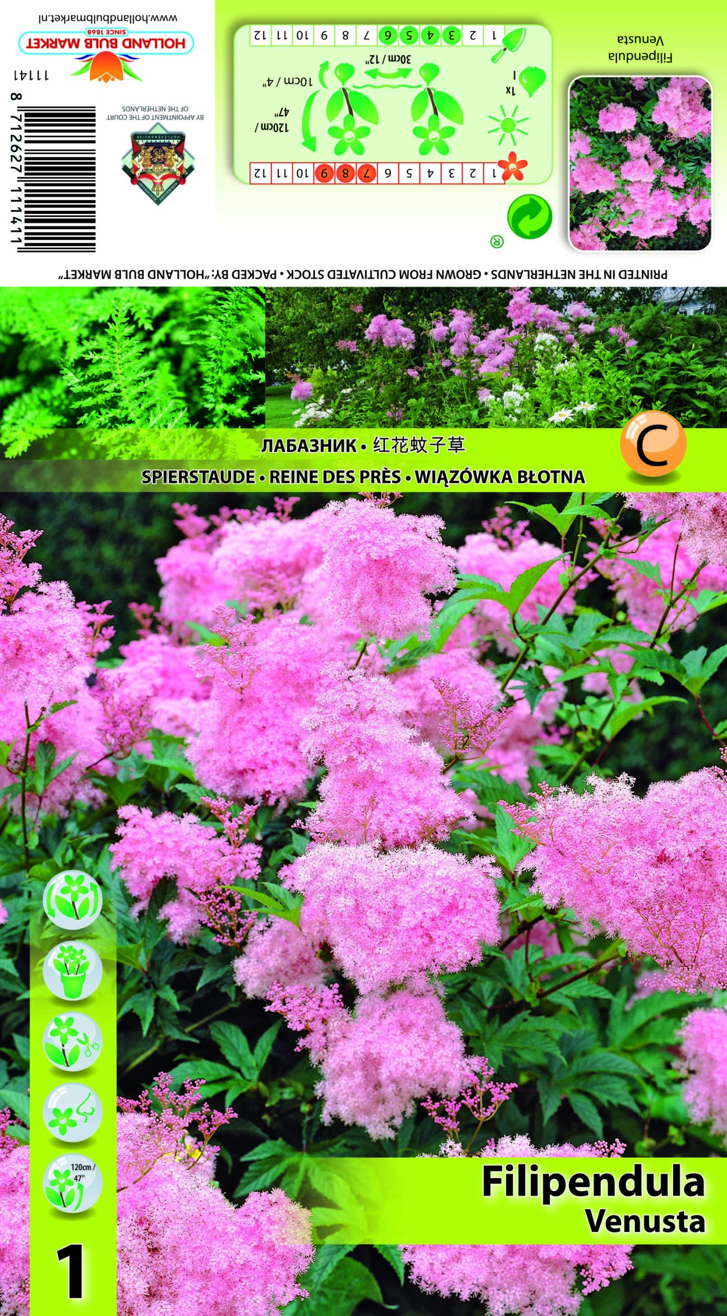 Punane angervaks Venusta 1 tk