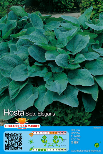 Hosta Elegans 1 tk