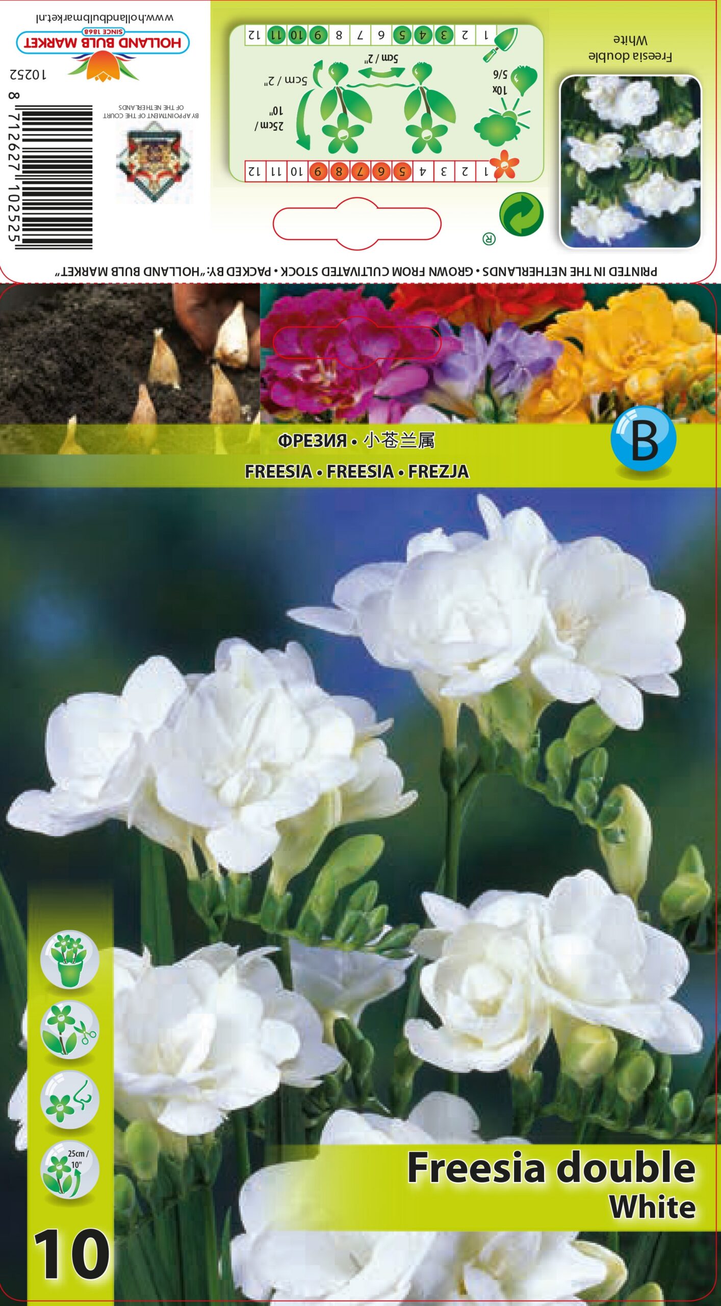 Freesia Double White 10 tk
