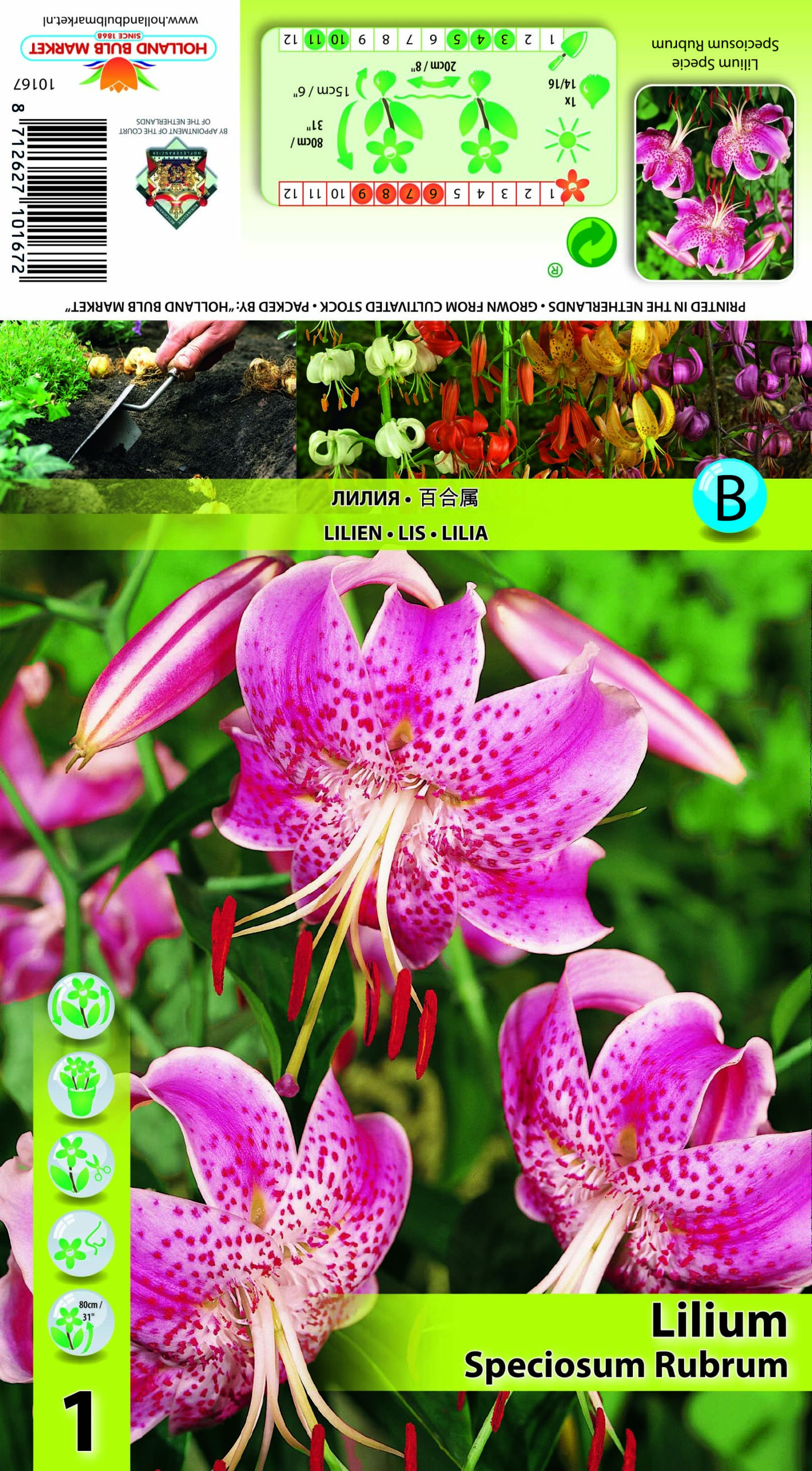 Kaunis liilia Rubrum 1 tk