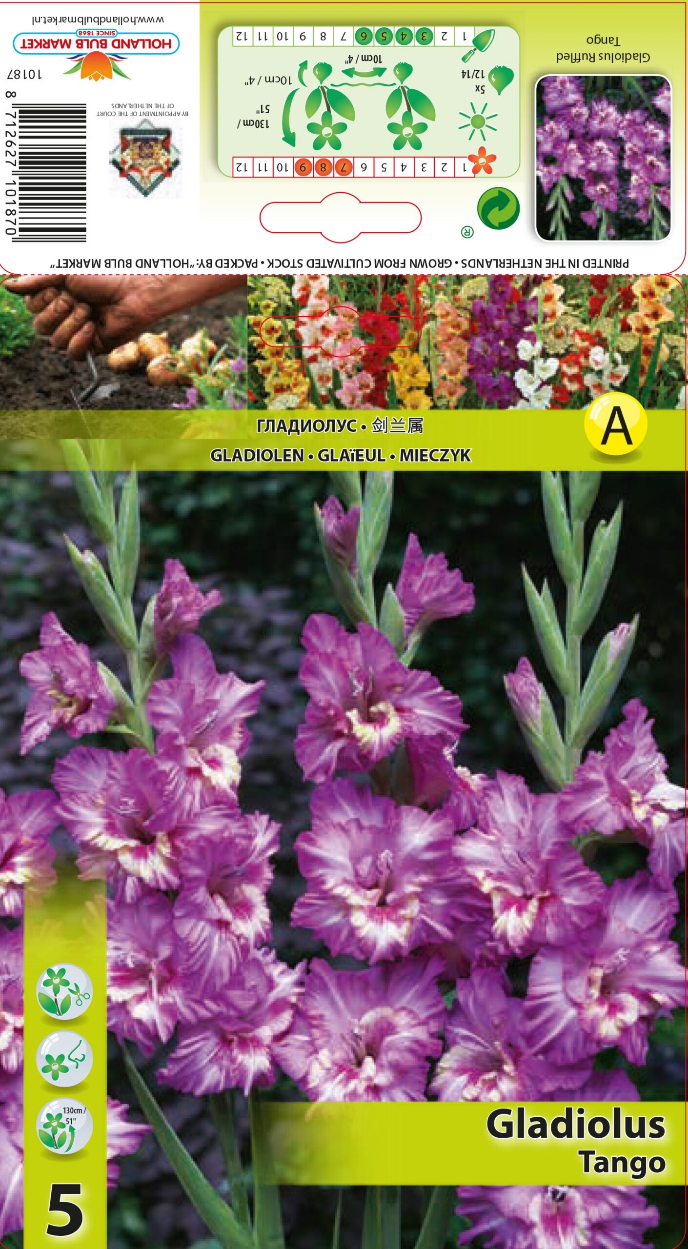 Gladiool Tango 5 tk