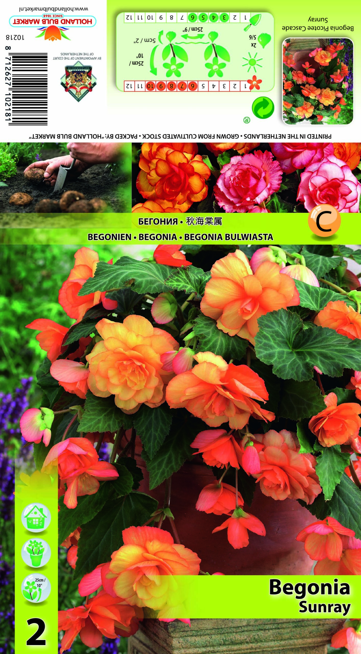 Begoonia Picotee Cascade Sunray 2tk