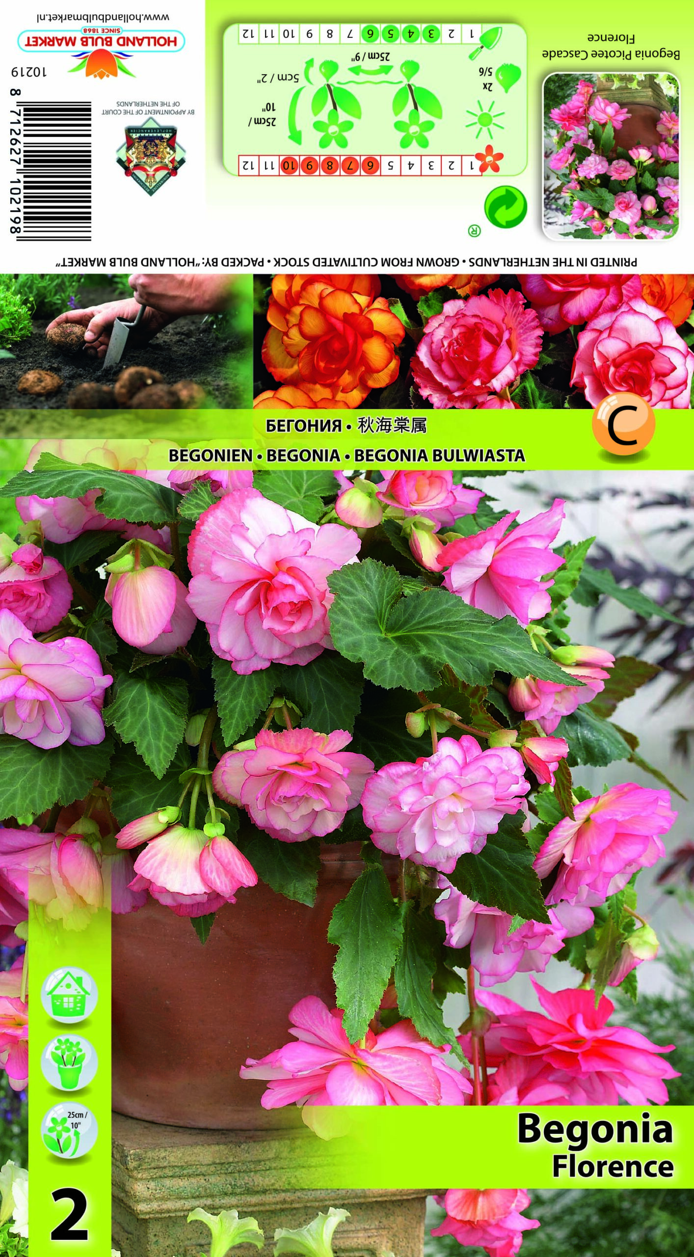 Begoonia Picotee Cascade Florence 2 tk