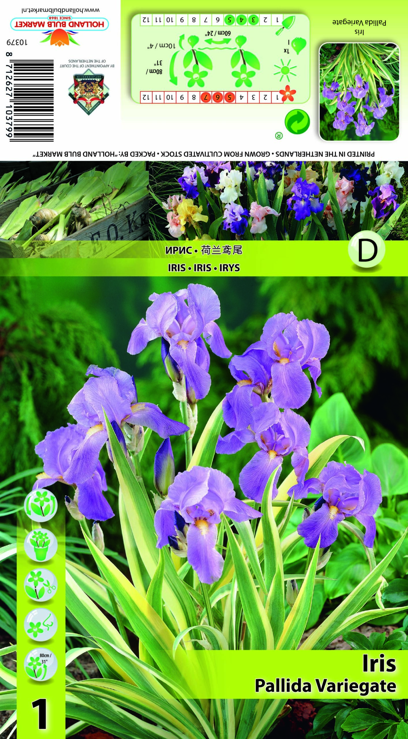 Kahkjas iiris Variegated 1 tk