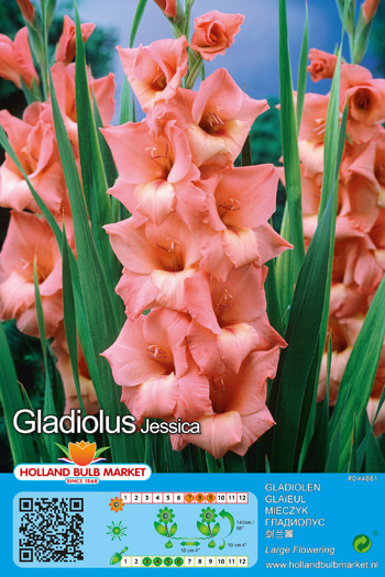 Gladiool Jessica 1 tk