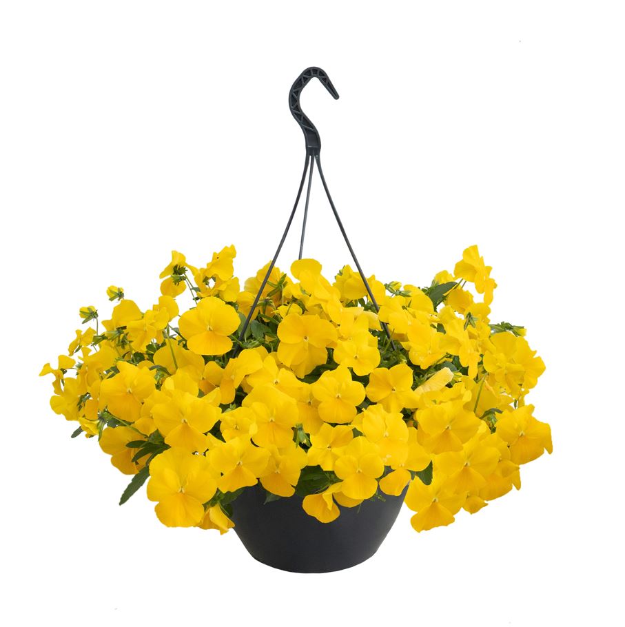 Võõrasema Highflyer Yellow 10 s