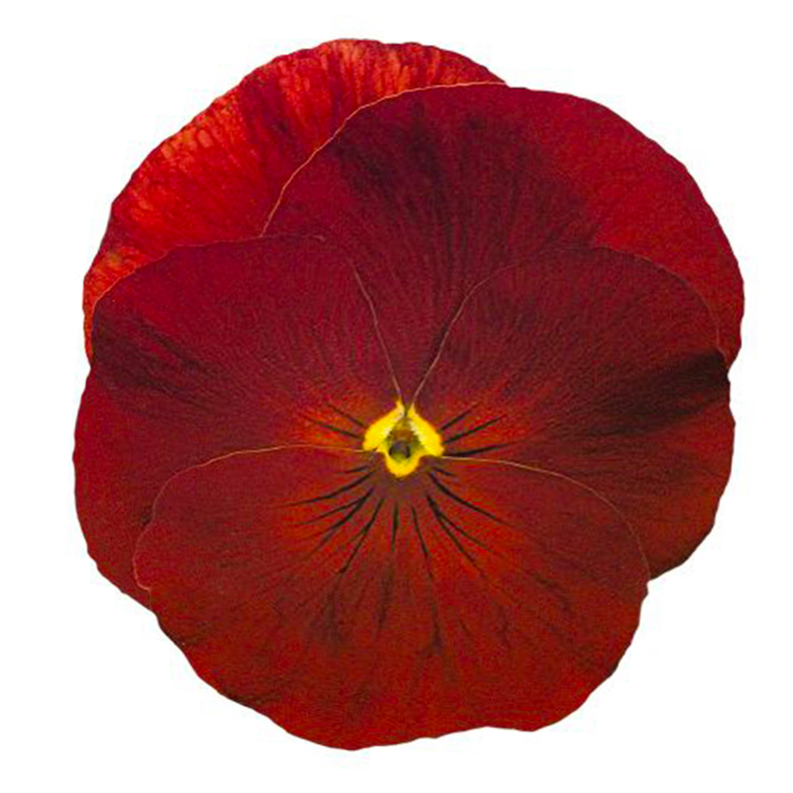 Võõrasema Inspire Plus Scarlet 20 s