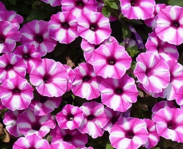 Petuunia Vista Raspberry Star 3 tk