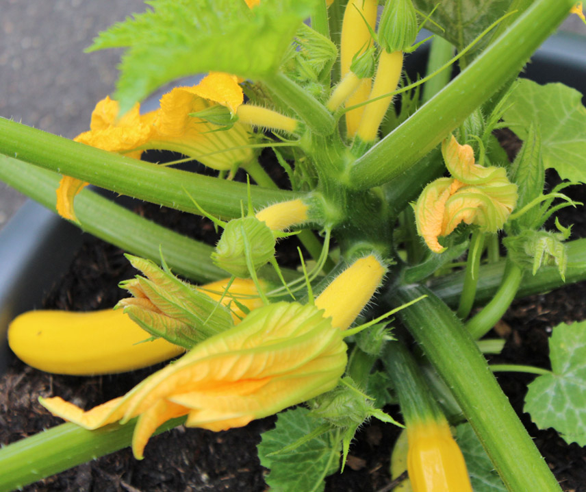 Rullkõrvits Sebring F1 10 seemet