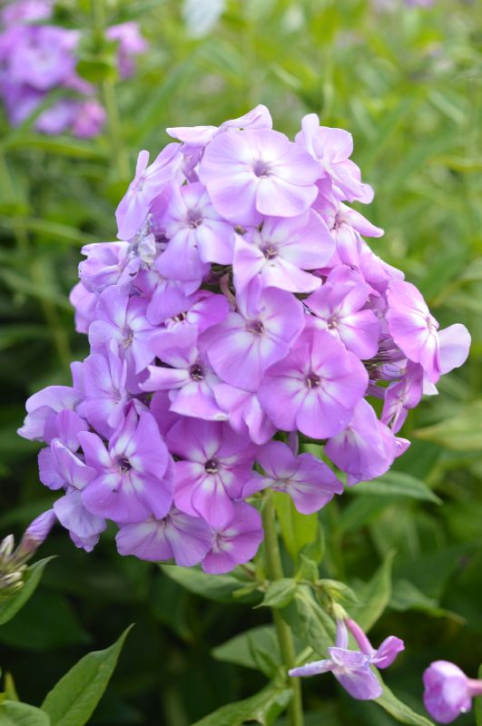 Laialehine leeklill Goliath paljasjuurne 1 tk