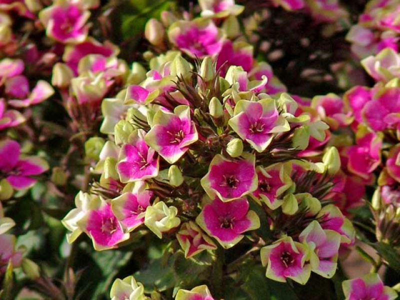 Aed-leeklill Aureole paljasjuurne 1 tk