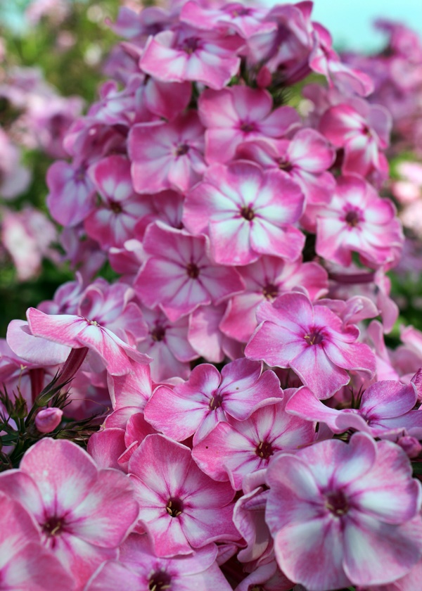 Laialehine leeklill Hercules paljasjuurne 1 tk