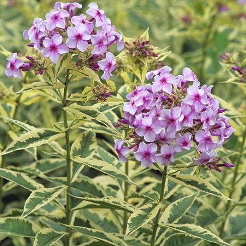 Floks Nora Leigh 1 tk