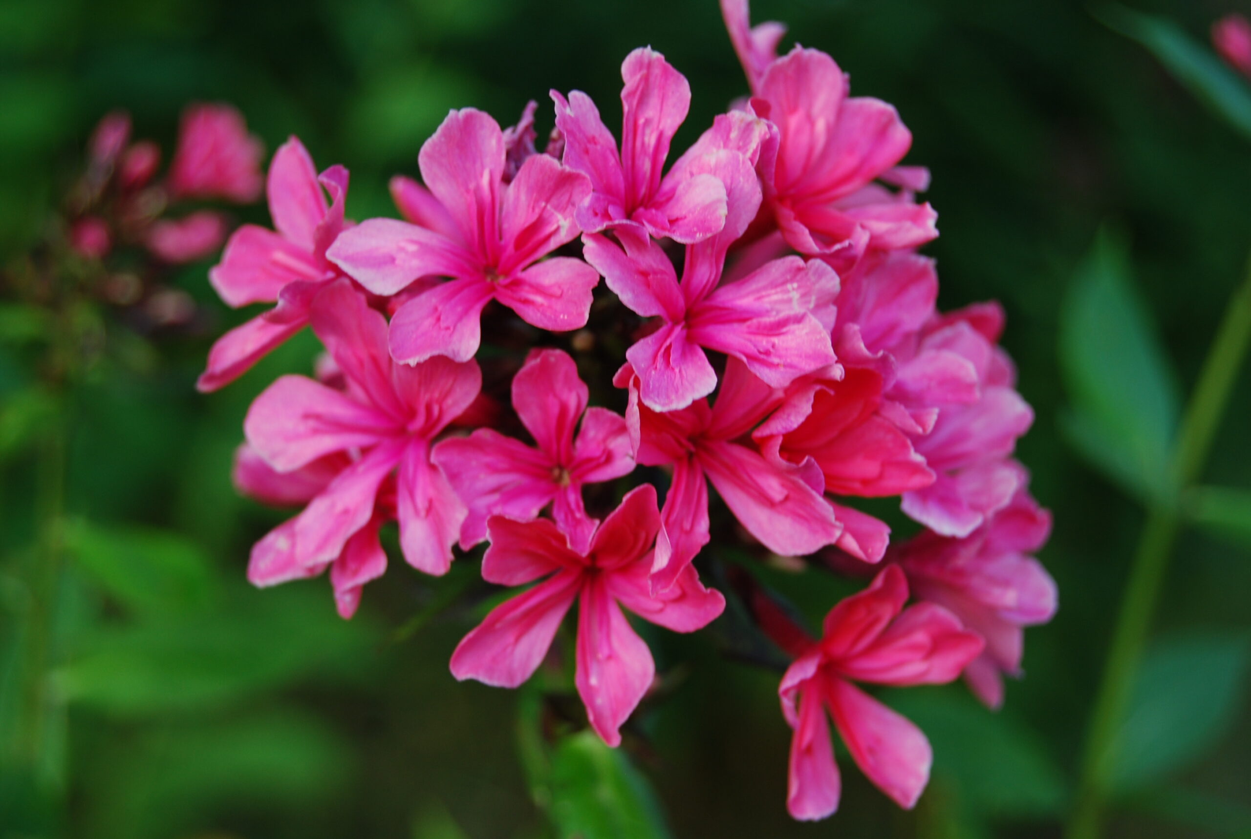 Aed-leeklill Cleopatra paljasjuurne 1 tk