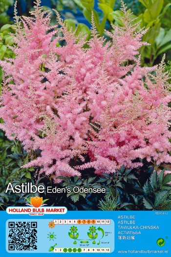 Astilbe arendsi Eden´s Odysee 1 tk