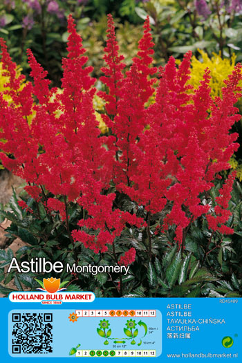 Astilbe jaapani Montgomery 1 tk