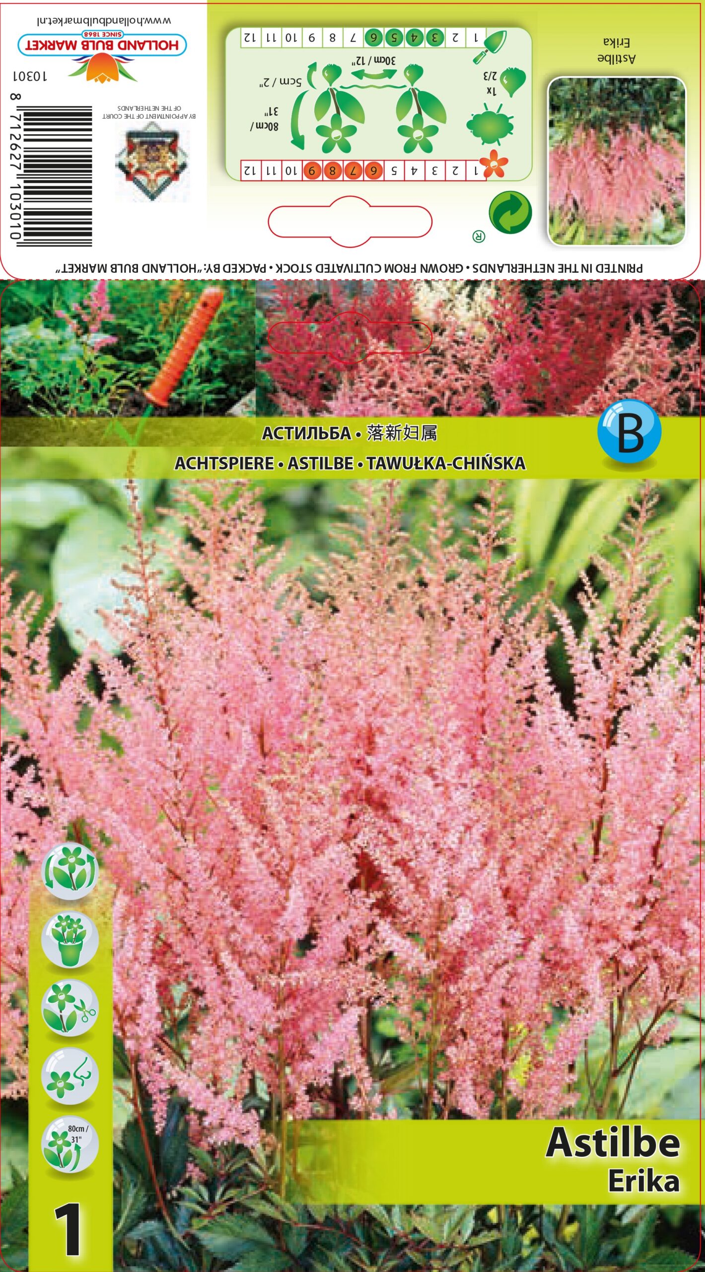 Astilbe arendsi Erika 1 tk