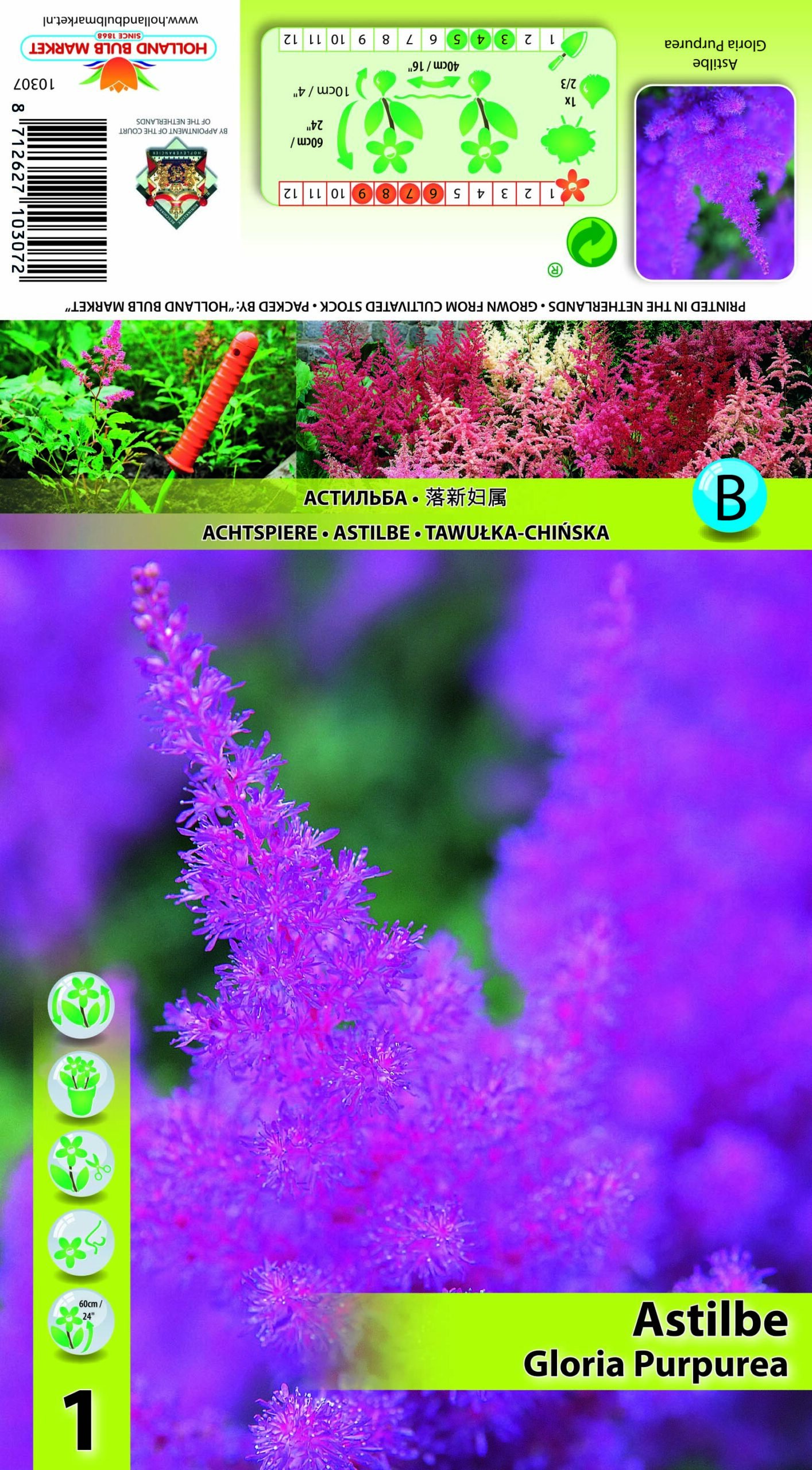 Astilbe arendsi Gloria Purpurea 1 tk