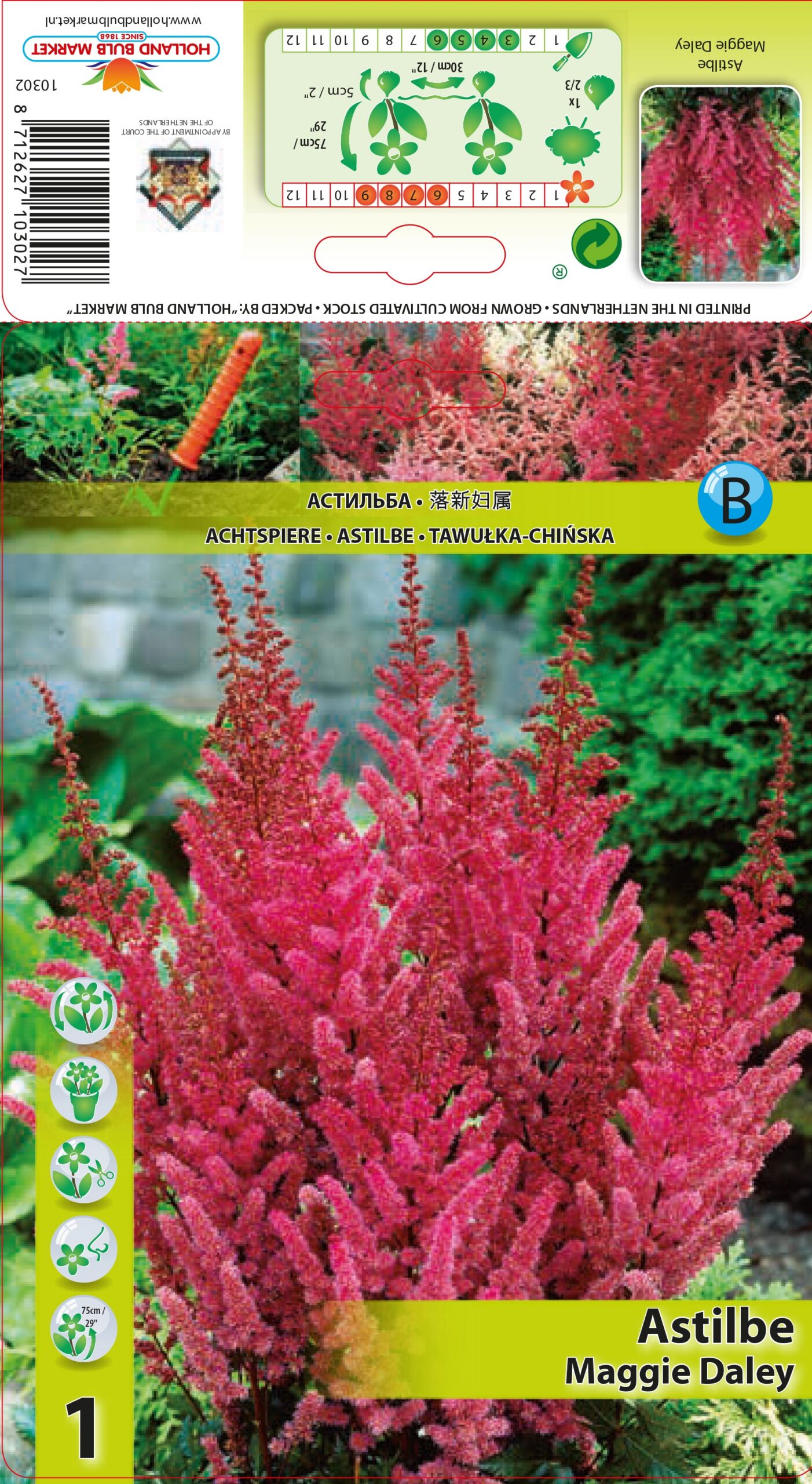 Astilbe hiina Maggie Daley 1 tk