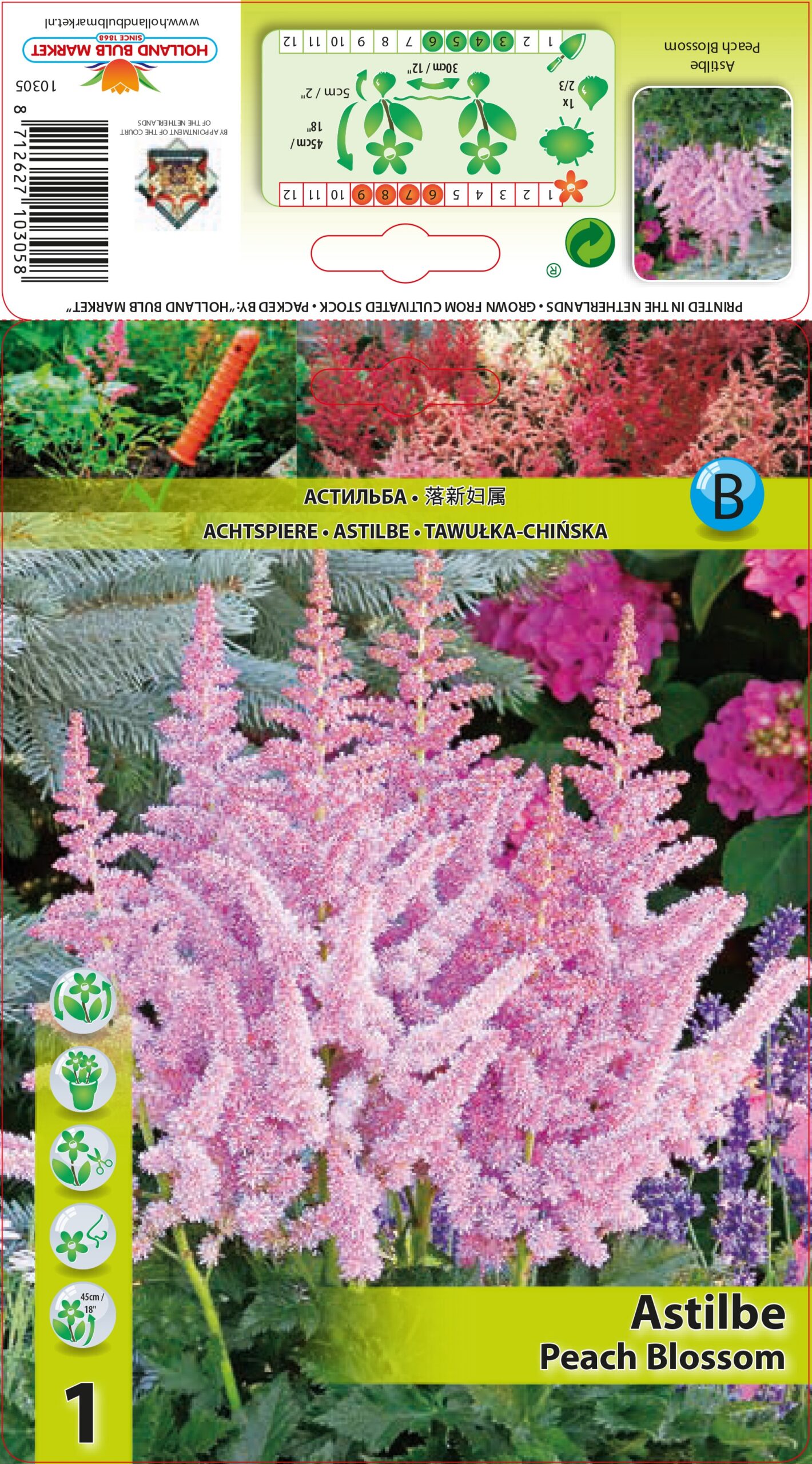 Astilbe jaapani Peach Blossom 1 tk