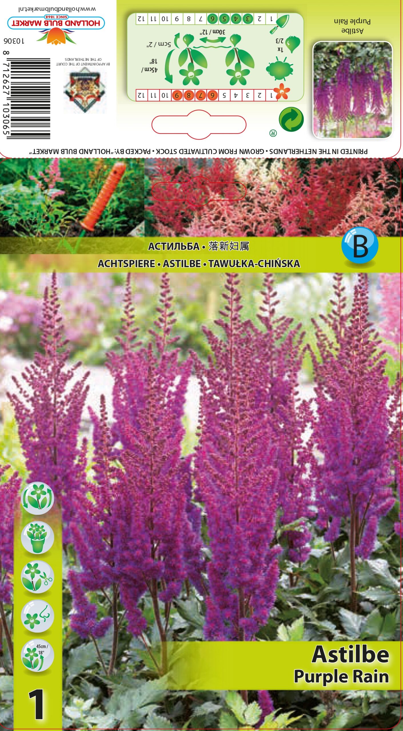 Astilbe hiina Purple Rain 1 tk