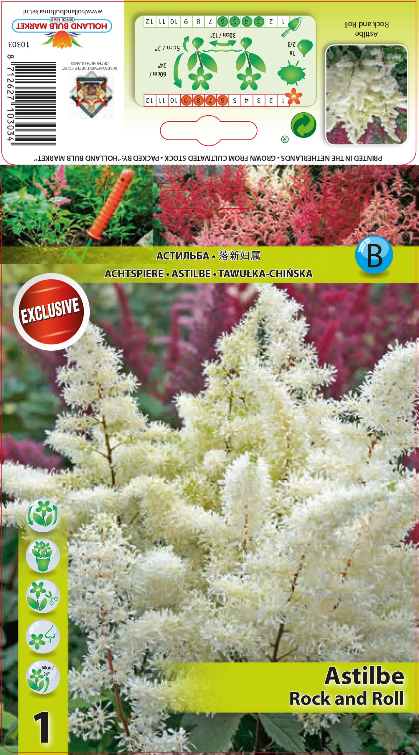 Astilbe arendsi Rock and Roll 1 tk