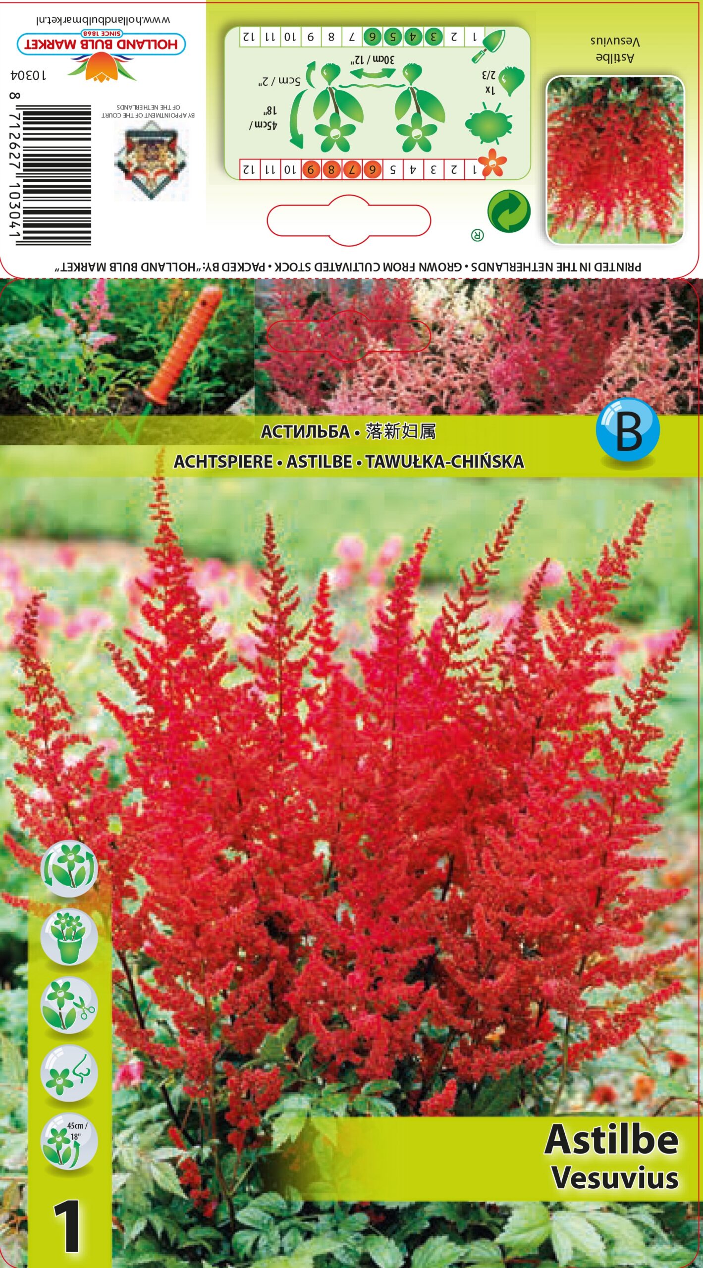 Astilbe jaapani Vesuvius 1 tk