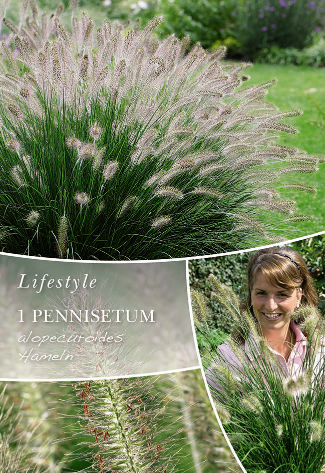 Austraalia hiidhirss Hameln 1tk