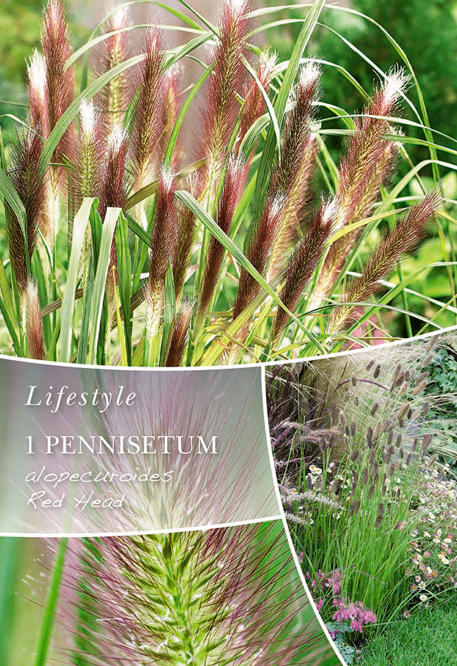 Austraalia hiidhirss Red Head 1tk