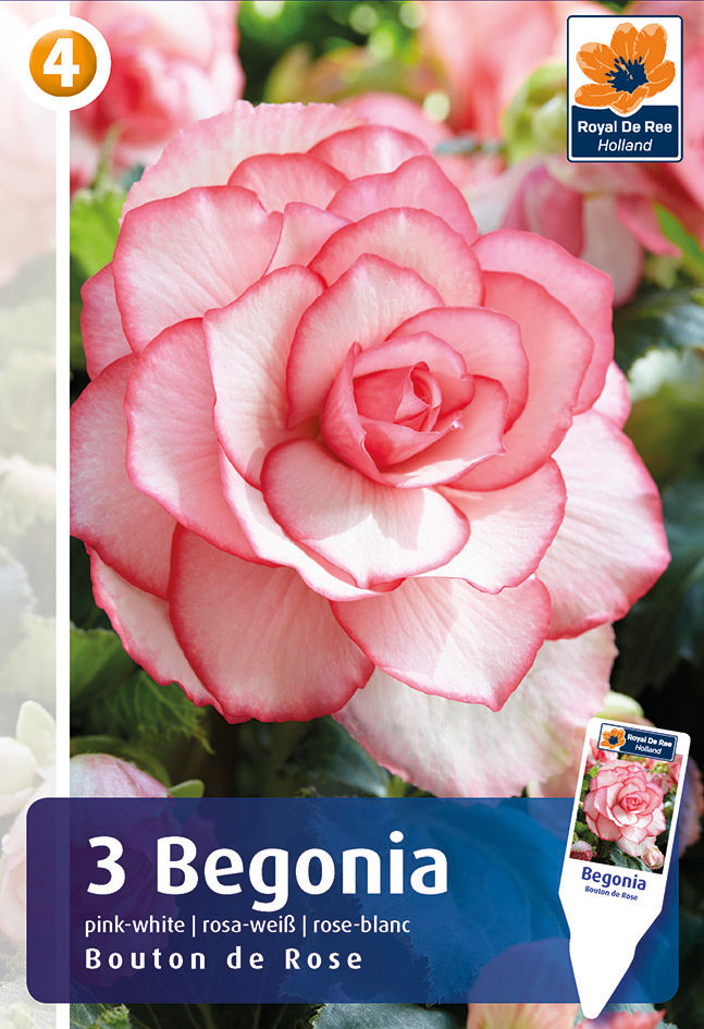 Begoonia Bouton de Rose 3tk