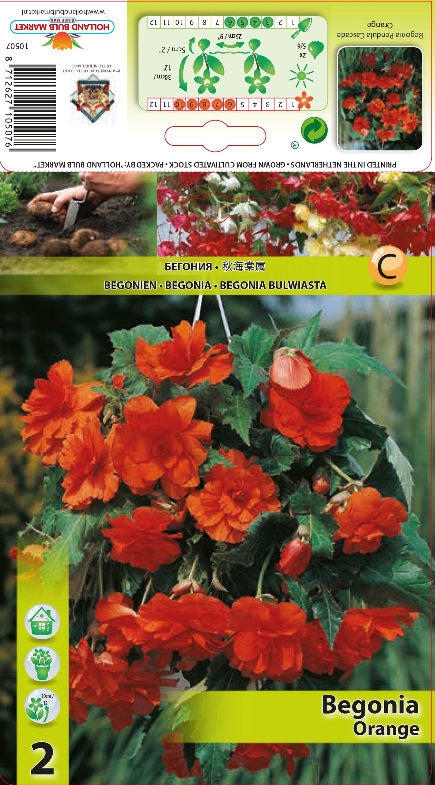 Begoonia Pendula Orange 2 tk