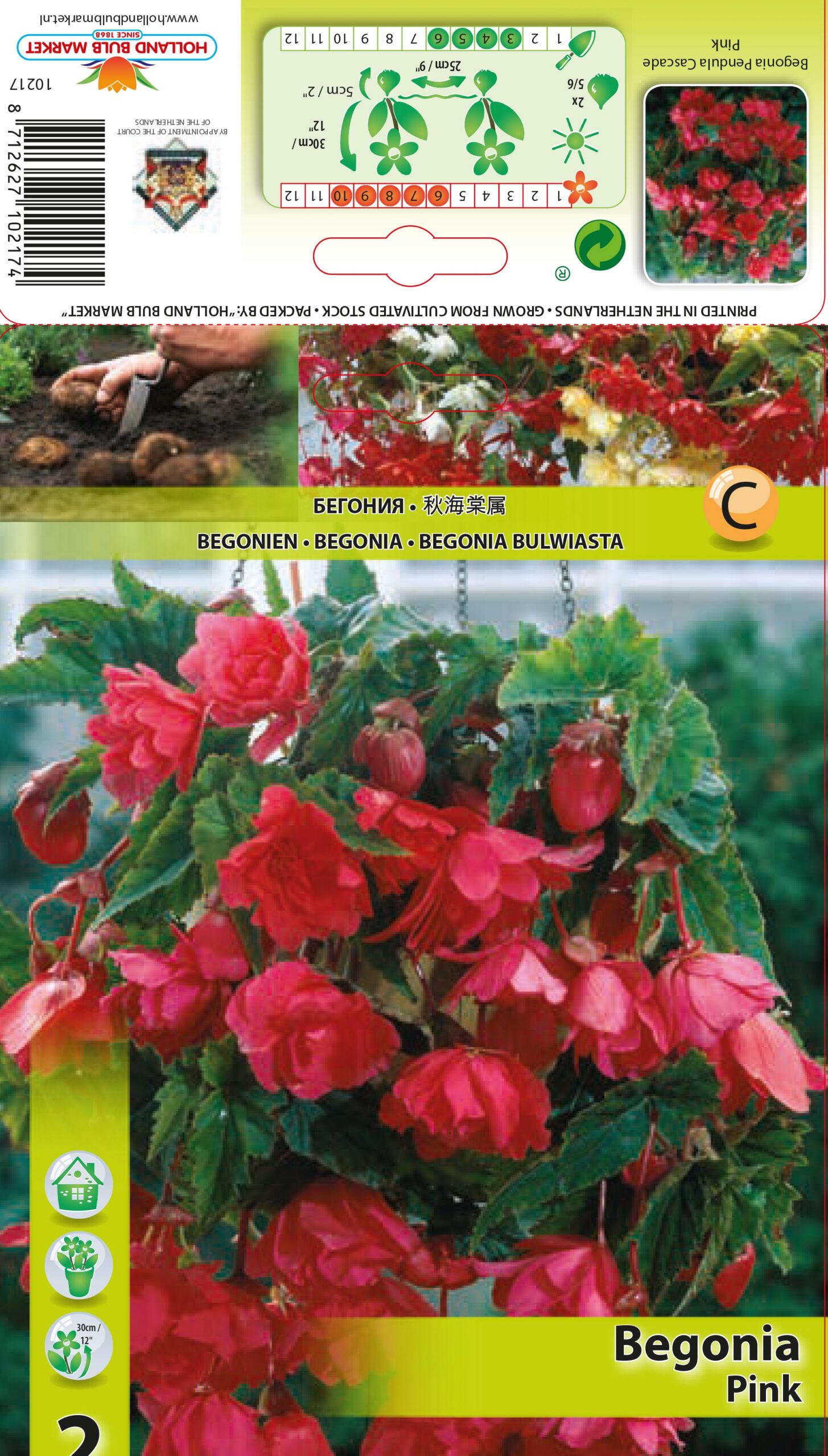 Begoonia Pendula Pink 2 tk