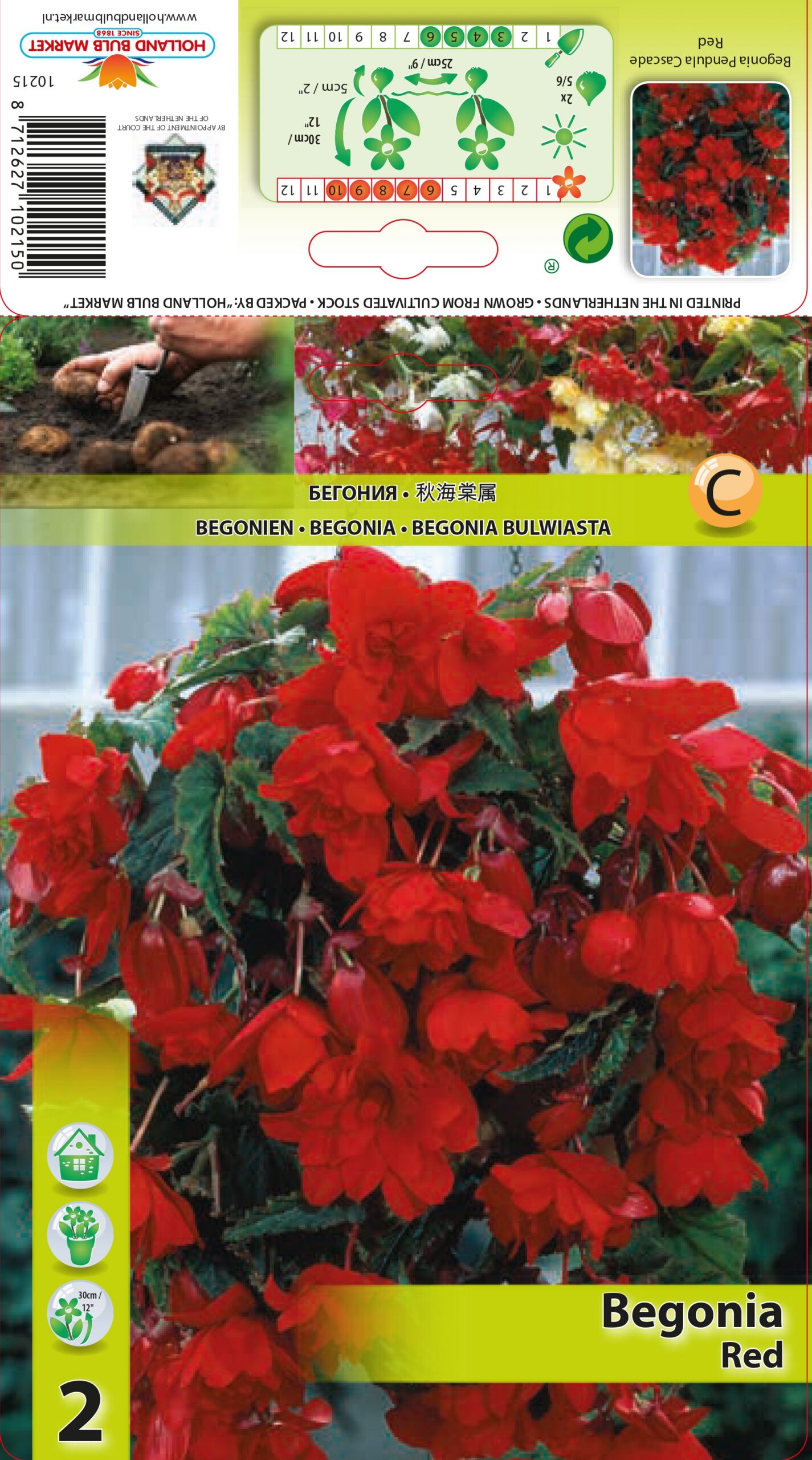 Begoonia Pendula Red 2 tk