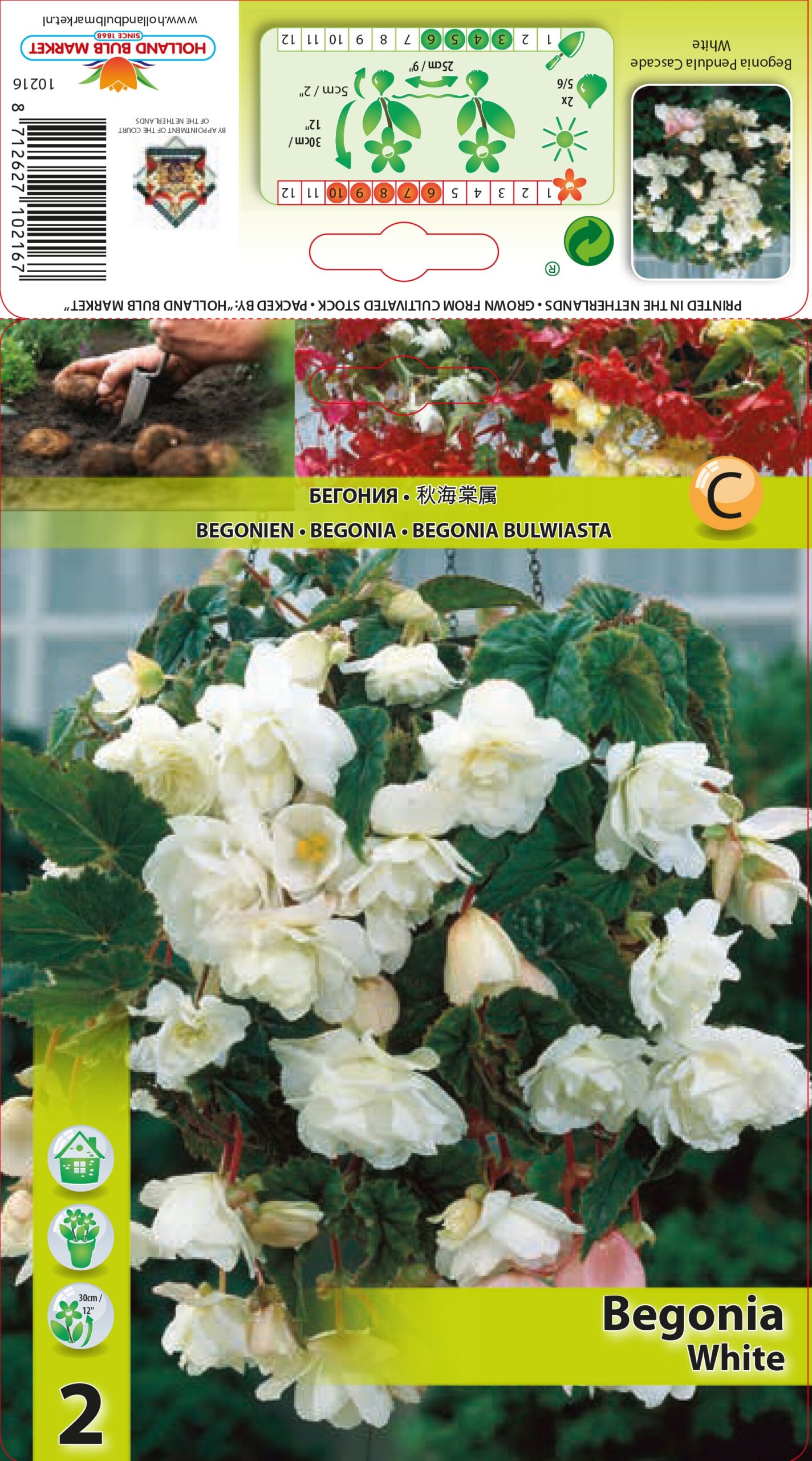 Begoonia Pendula White 2 tk