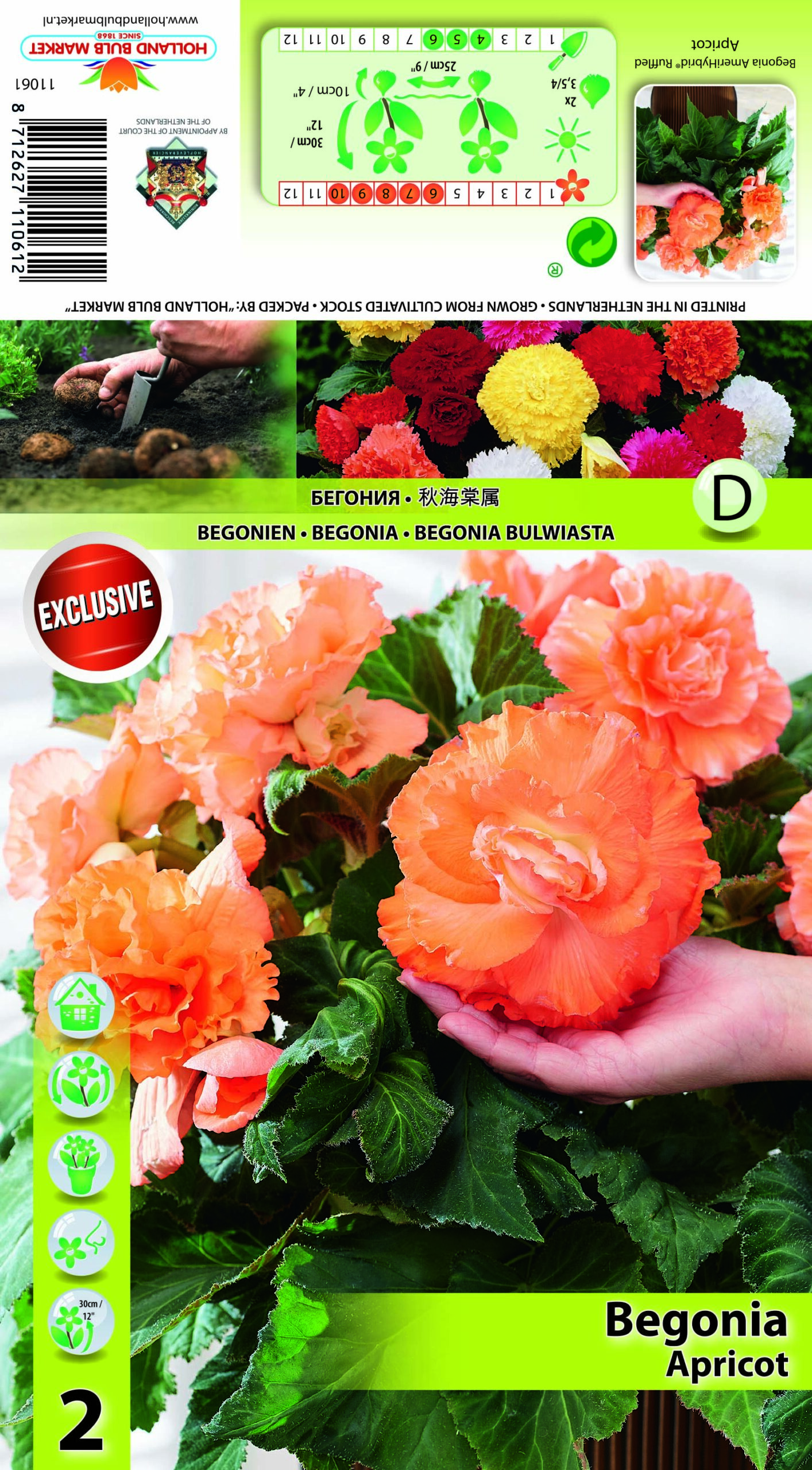 Begoonia Ruffled Apricot 2tk