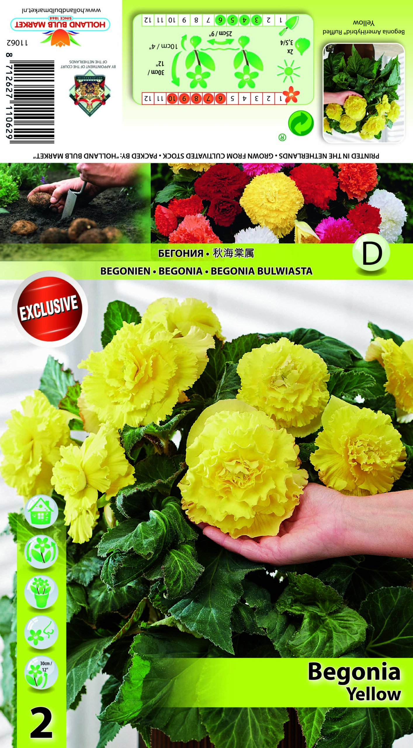 Begoonia Ruffled Yellow 2 tk