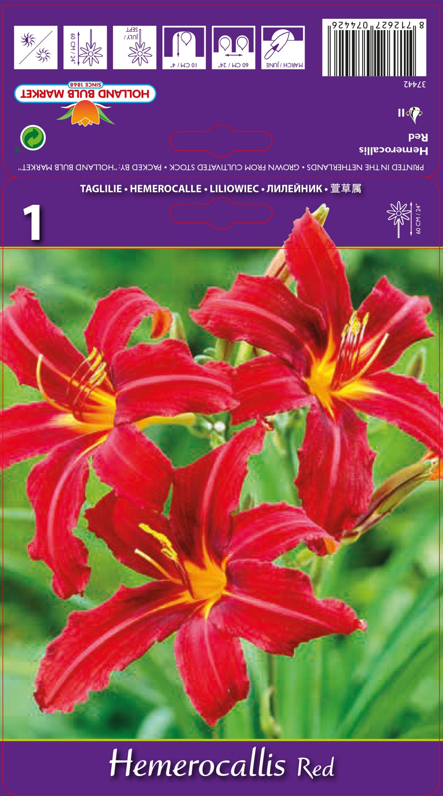 Päevaliilia Red 1 tk