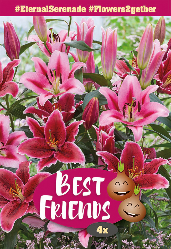 Liiliate segu Eternal Serenade 4 tk