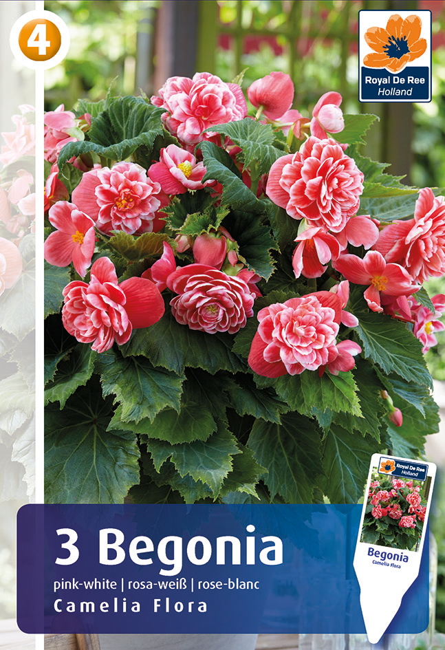Begoonia Camelia Flora 3tk