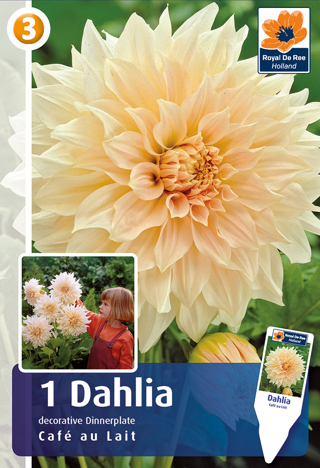 Daalia Cafe au Lait 1 tk