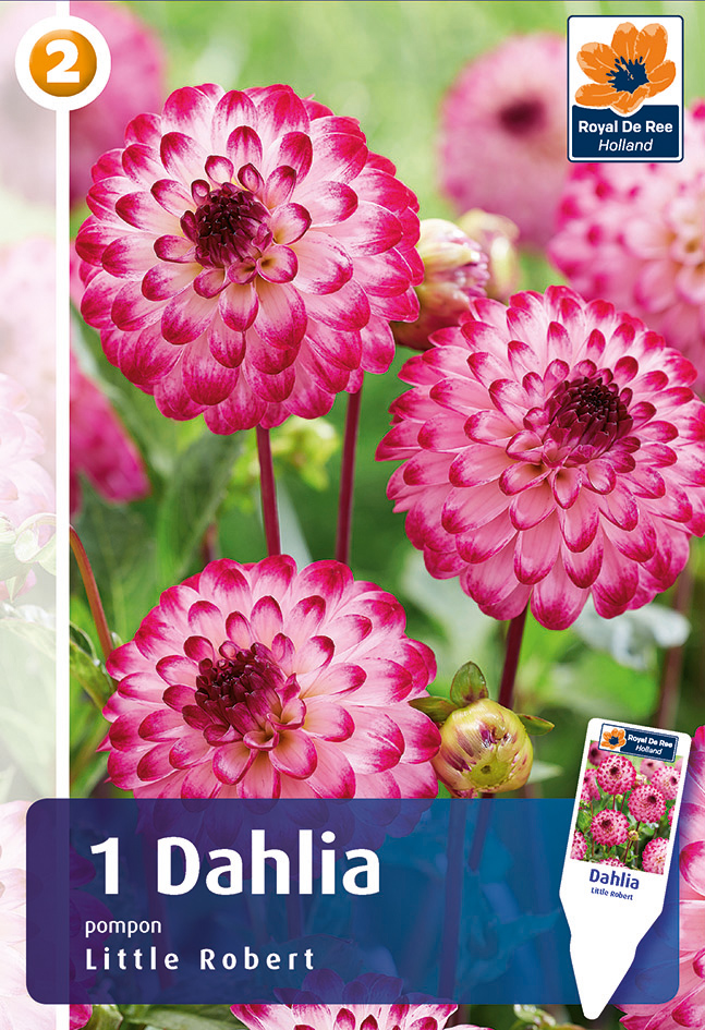 Daalia Little Robert 1 tk