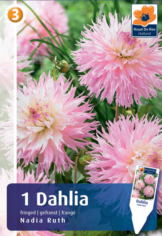 Daalia Nadia Ruth 1 tk