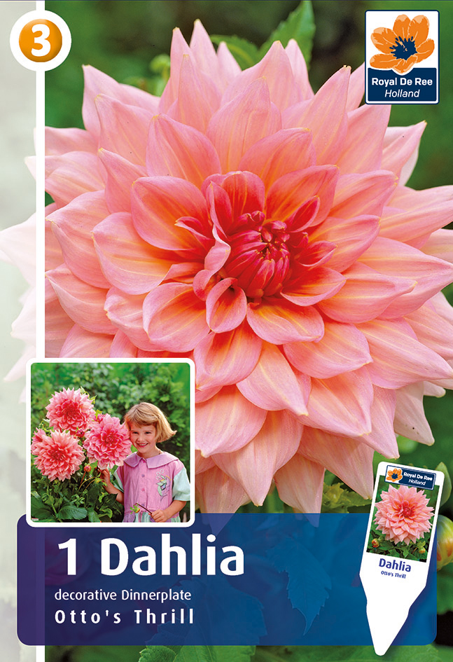 Daalia Otto`s Thrill 1 tk