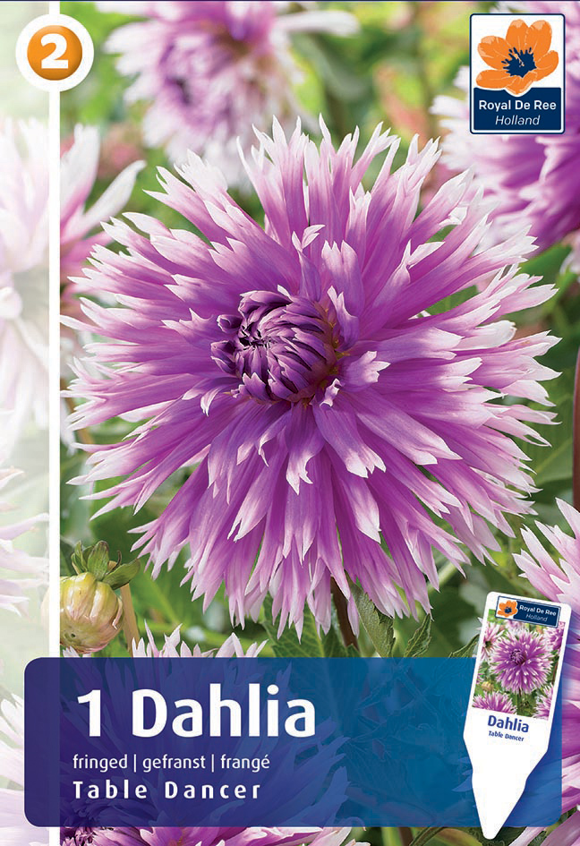 Daalia Table Dancer 1tk