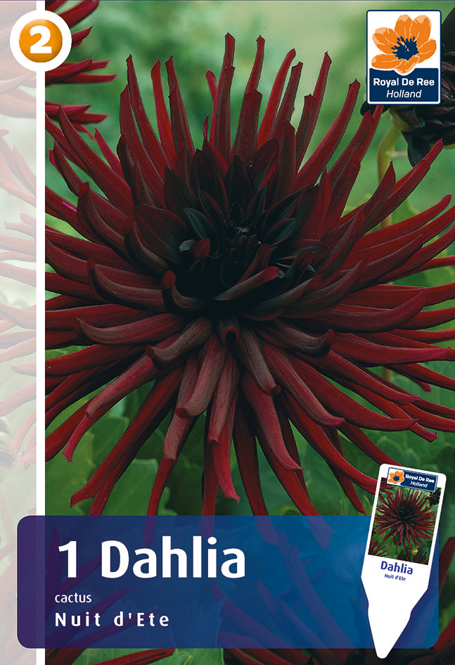 Daalia Nuit D`Ete 1 tk